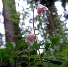 Attēlu rezultāti vaicājumam “xComagaria rosea  flower”