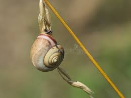 Attēlu rezultāti vaicājumam “Fruticola fruticum”