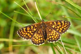 Attēlu rezultāti vaicājumam “Mellicta athalia upperside”