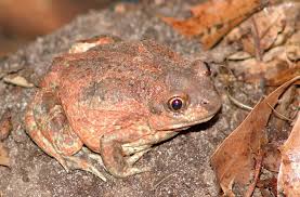 Attēlu rezultāti vaicājumam “Pelobates fuscus”