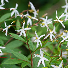 Attēlu rezultāti vaicājumam “Gillenia trifoliata”