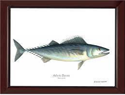 Image result for Sarda sarda