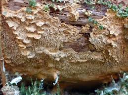 Attēlu rezultāti vaicājumam “Asterodon ferruginosus”