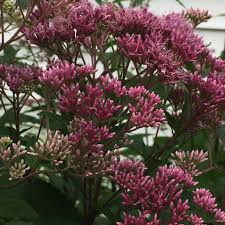 Attēlu rezultāti vaicājumam “Cnidium dubium leaf”