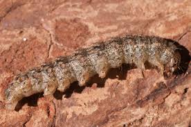 Attēlu rezultāti vaicājumam “Polia nebulosa”