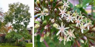 Attēlu rezultāti vaicājumam “Gymnocladus dioicus flower”