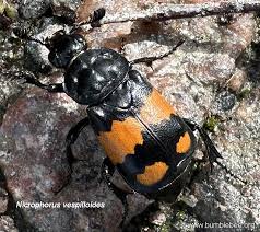 Attēlu rezultāti vaicājumam “Nicrophorus investigator imago”