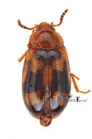 Attēlu rezultāti vaicājumam “Tetratoma ancora”