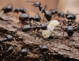 Attēlu rezultāti vaicājumam “Lasius fuliginosus”