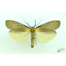 Attēlu rezultāti vaicājumam “Lithosia quadra”