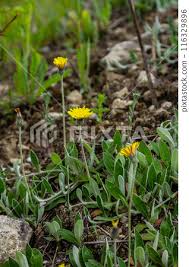 Image result for Hieracium pilosella