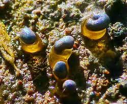 Attēlu rezultāti vaicājumam “Colloderma robustum”