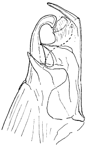 Attēlu rezultāti vaicājumam “Ommatoiulus vilnensis”