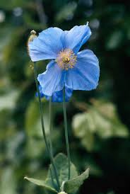 Image result for Scheinmohn