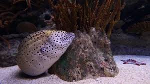 Image result for Gymnothorax moringa