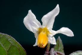 Attēlu rezultāti vaicājumam “Solanum nigrum flower”