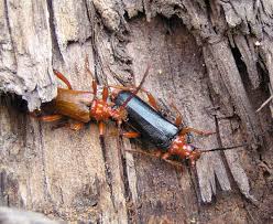 Attēlu rezultāti vaicājumam “Rhamnusium bicolor”
