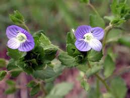 Attēlu rezultāti vaicājumam “Veronica agrestis”