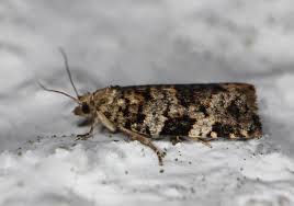 Attēlu rezultāti vaicājumam “Dichelia histrionana”