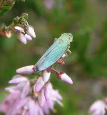 Attēlu rezultāti vaicājumam “Cicadella viridis female”