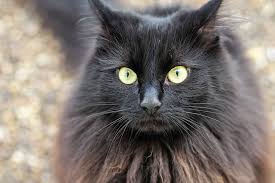 Image result for Black Cat Sac