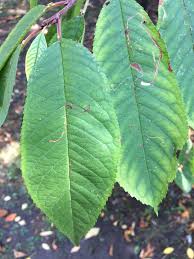 Attēlu rezultāti vaicājumam “Padus avium leaf”