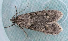 Attēlu rezultāti vaicājumam “Diurnea fagella”