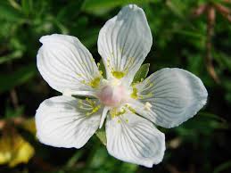 Attēlu rezultāti vaicājumam “Parnassia palustris fruit”