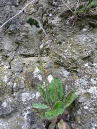 Attēlu rezultāti vaicājumam “Hieracium murorum bud”