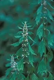 Image result for Leonurus cardiaca