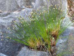 Attēlu rezultāti vaicājumam “Trichophorum alpinum flower”