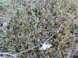 Attēlu rezultāti vaicājumam “Ajuga reptans bud”