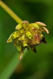 Attēlu rezultāti vaicājumam “Pohlia sphagnicola”