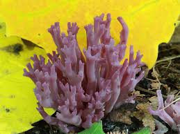 Attēlu rezultāti vaicājumam “Clavulina amethystina”