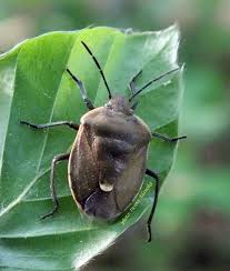 Attēlu rezultāti vaicājumam “Chlorochroa pinicola”