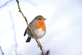 Attēlu rezultāti vaicājumam “Erithacus rubecula adult”