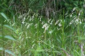 Attēlu rezultāti vaicājumam “Silene nutans”