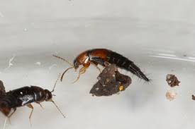 Attēlu rezultāti vaicājumam “Tachyporus sp.”