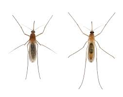Attēlu rezultāti vaicājumam “Culex pipiens”