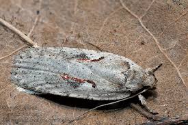 Attēlu rezultāti vaicājumam “Agonopterix ocellana”