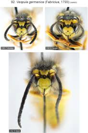 Attēlu rezultāti vaicājumam “Vespula germanica male”