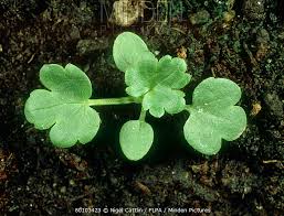 Attēlu rezultāti vaicājumam “Ranunculus acris leaf”