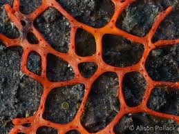 Attēlu rezultāti vaicājumam “Willkommlangea reticulata spores”