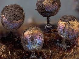 Attēlu rezultāti vaicājumam “Lamproderma arcyrioides macro”