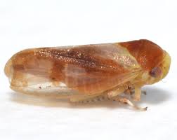 Attēlu rezultāti vaicājumam “Oncopsis sp.”