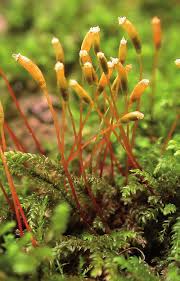 Attēlu rezultāti vaicājumam “Leskea polycarpa macro”