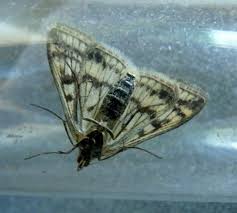 Attēlu rezultāti vaicājumam “Sitochroa verticalis”