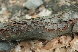 Attēlu rezultāti vaicājumam “Diatrype disciformis”