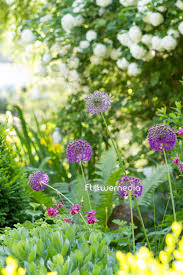 Attēlu rezultāti vaicājumam “Allium holandicum”