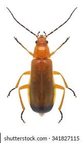 Attēlu rezultāti vaicājumam “Isomira murina”